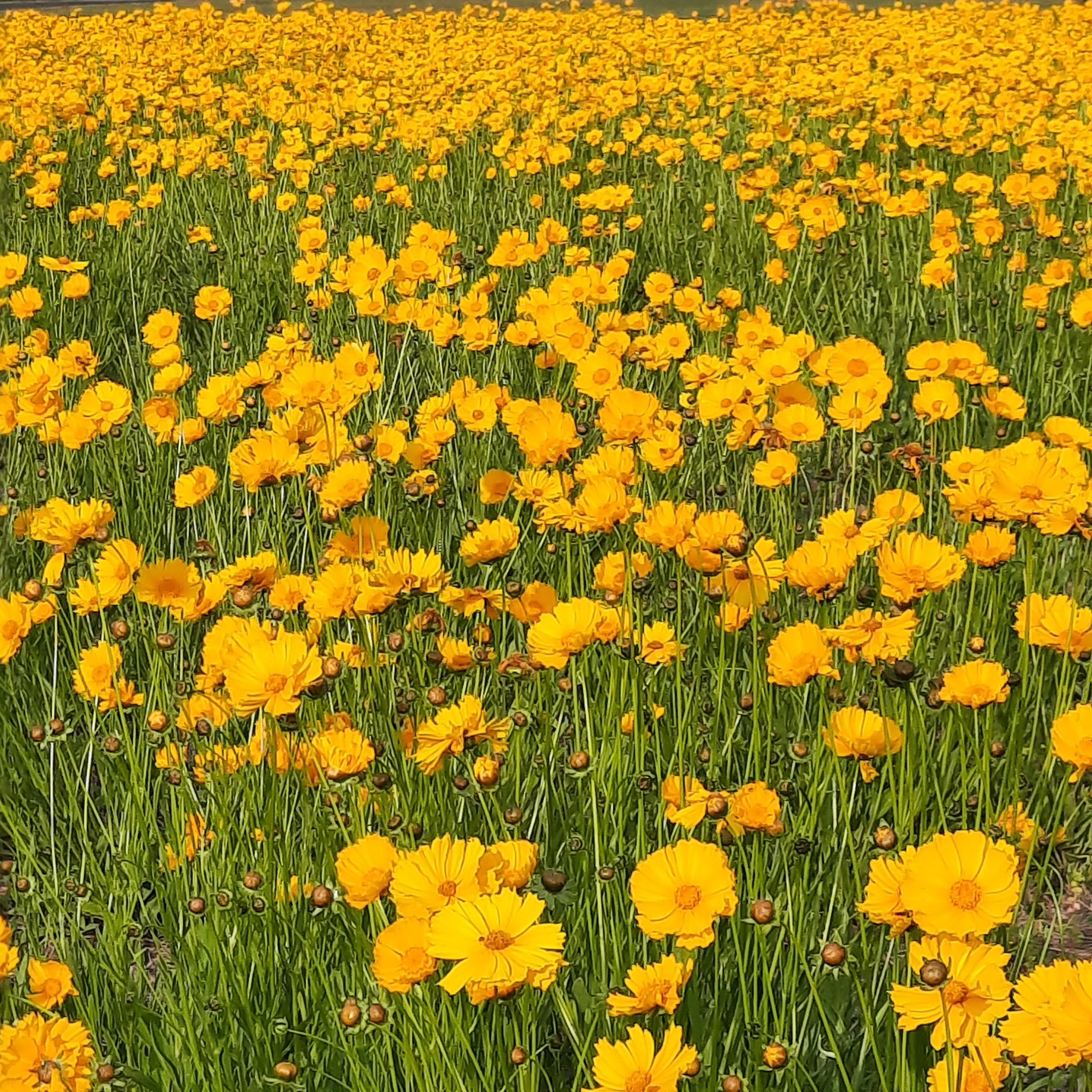 Cold Harbor Bee Farm LLC photo